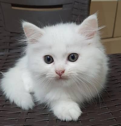 white Persian cat