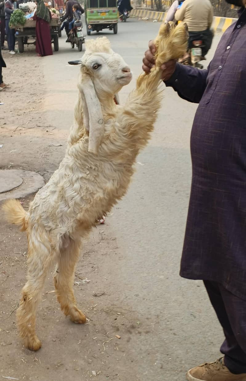 صدقے اور حقیقے کے لیے پکڑیں 7