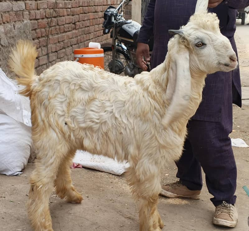 صدقے اور حقیقے کے لیے پکڑیں 9