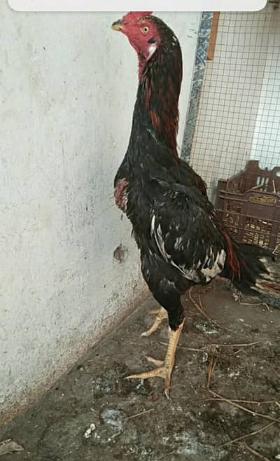 top quality aseel patha