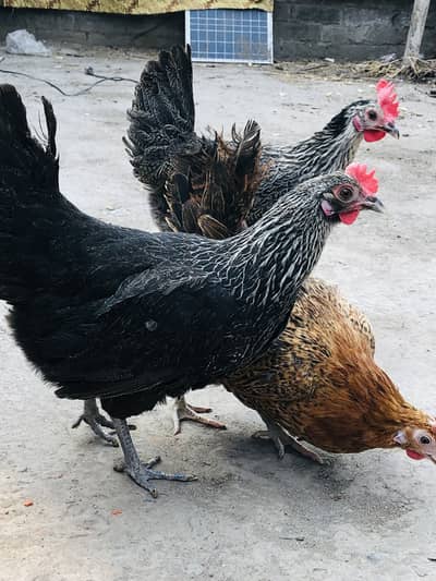 Egg laying Hens 1 Male