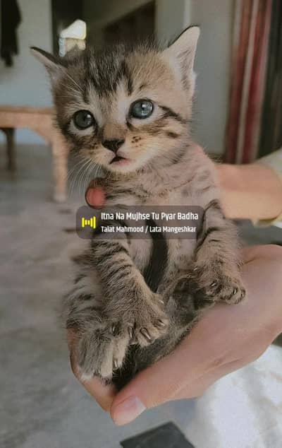 Semi Persian Kittens