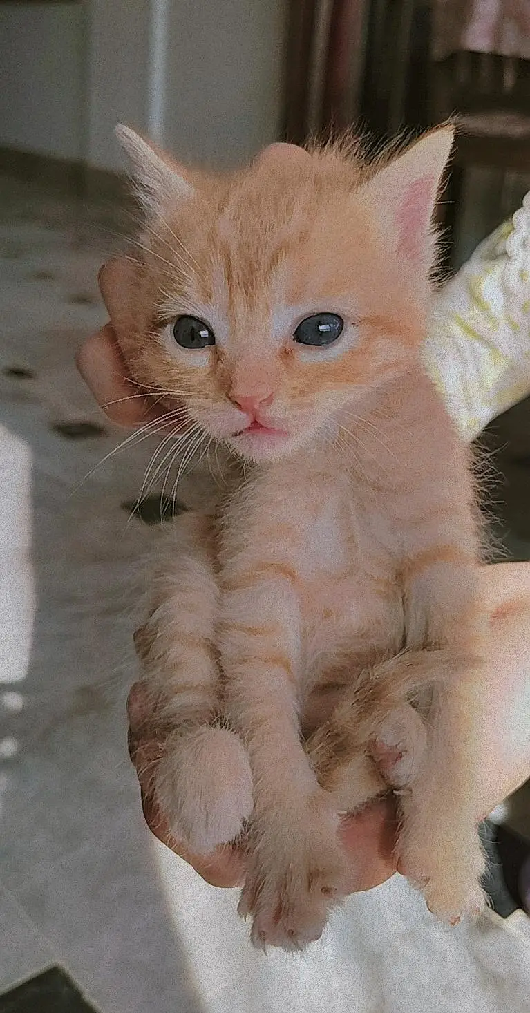 Semi Persian Kittens — photo 2