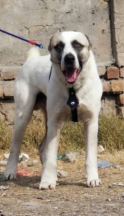 all Pakistan available