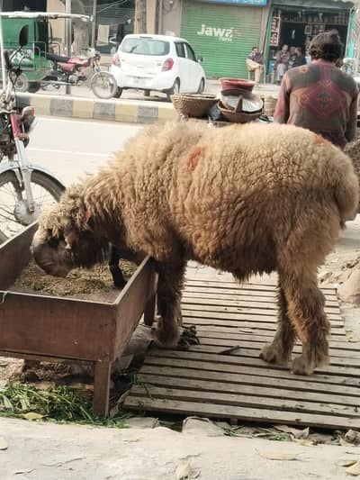 مندرا چھترا فریش دو دانت