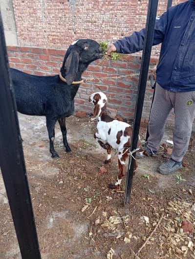 hotel betal large size  female with kid female