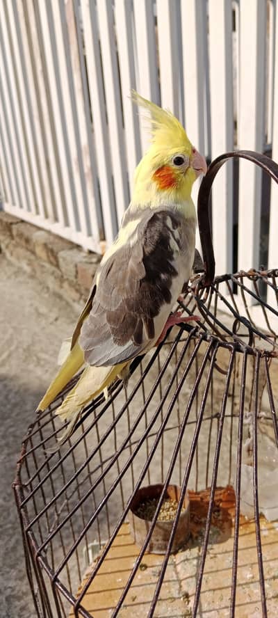 Fully Handtame Cocktaiel Male