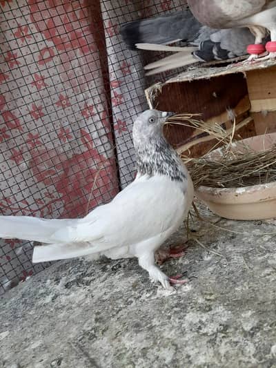 patti wala 2 male sale karnaa hain no exchange offer