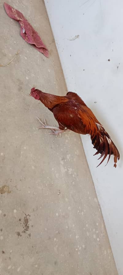 only serious buyer can connect