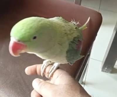 RAW ALEXANDRATE PARROT FEMALE "TALKING n TAME"