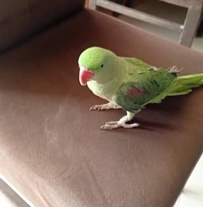 RAW ALEXANDRATE PARROT FEMALE Talking