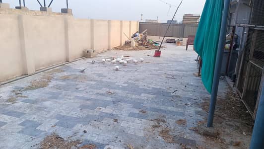 white pigeon of sale mix