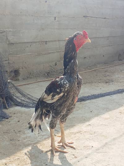 aseel Sindhi . . . . . paise Kam nhi hugai