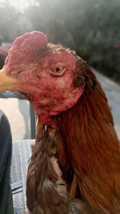 aseel murgha for sale