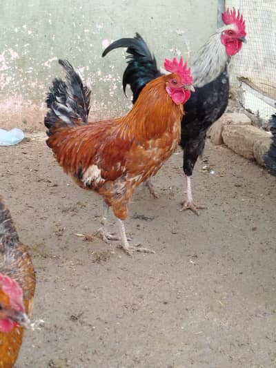 Murgha for Sale. fnf 1600