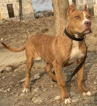 Top class Pitbull puppy Age 5 Months