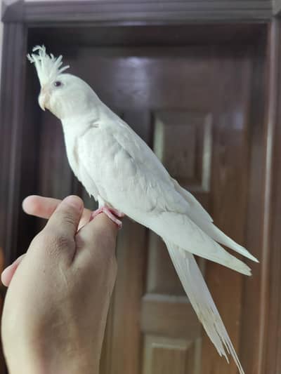 Mashallah Eno red eyes fully handtame cockatiels  proper self pcs