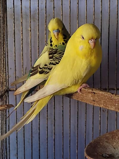 Budgie King Pair