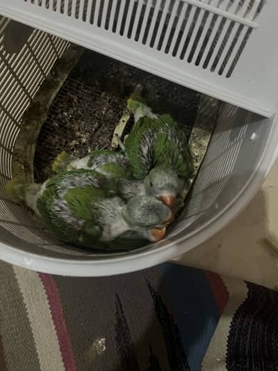 Healthy active raw chicks