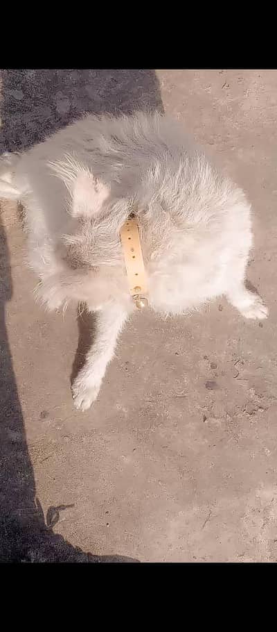 russain femle for sale