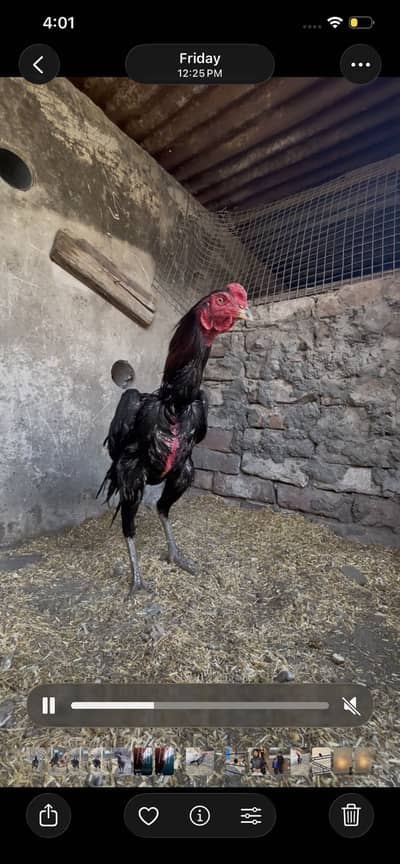 Pakoye x burmi patha