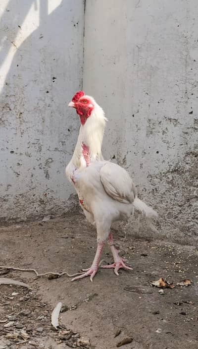 Heera paper white pair k eggs available ha Whatsapp:03159640025