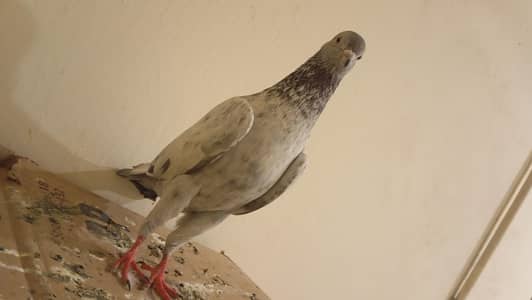 Golden & Kamangar male