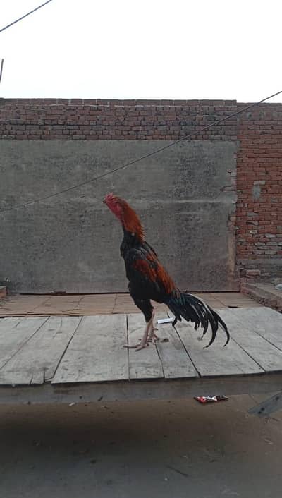 shamu aseel high qulty