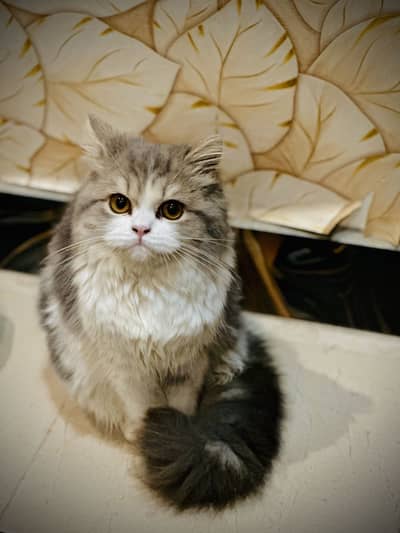 Persian cat
