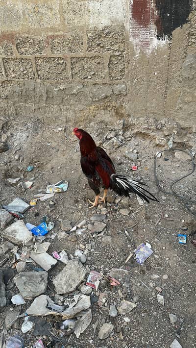 pure Punjab guaranty waly cheez ha