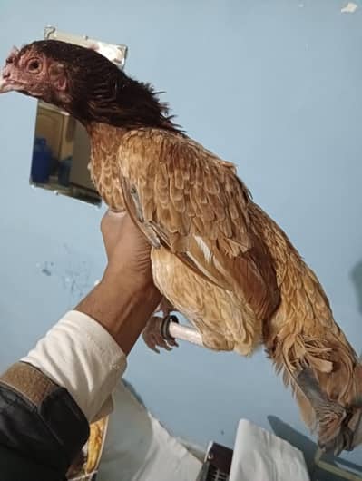 aseel bengum mirgh 2 madi 3 chicks