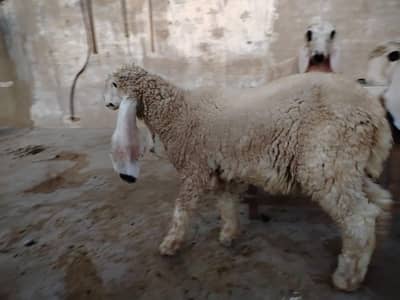 Kajli female for sale location dalmiya shanti Nagar y