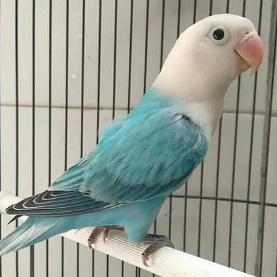 Parblue lovebird