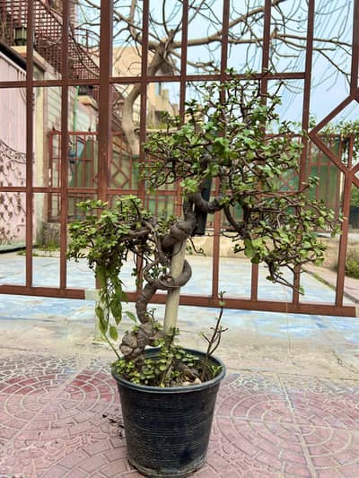 bonsai plant