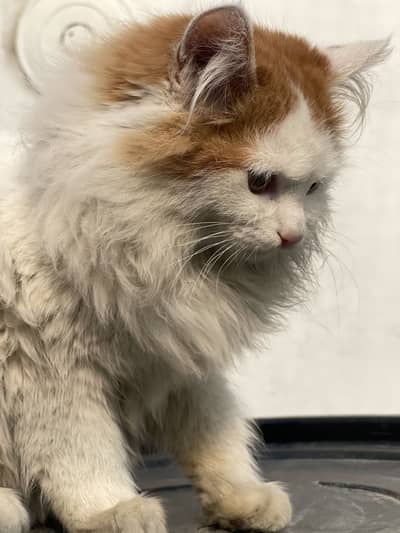 Persian cat