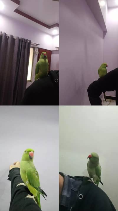 ringneck handtame female