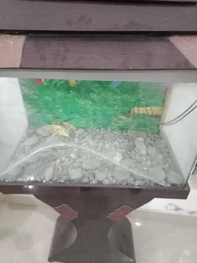 fish aquarium