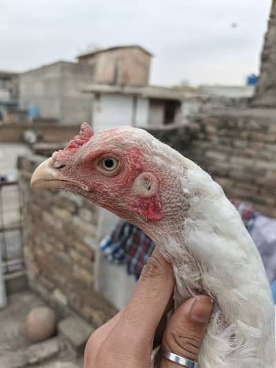 Aseel Paper White Heeri