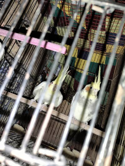 Rain bow dugies, cocktail red eye, simple budgies