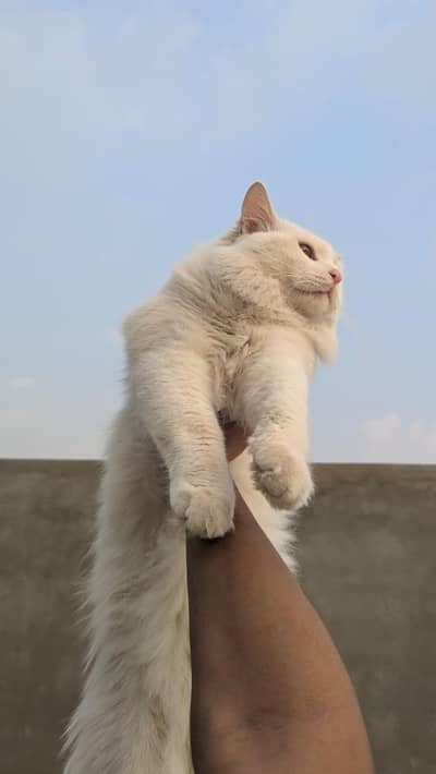 PERSIAN MALE FOR SALE