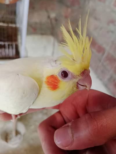 Healthy Cockatiel Babies – Ideal for Hand Taming