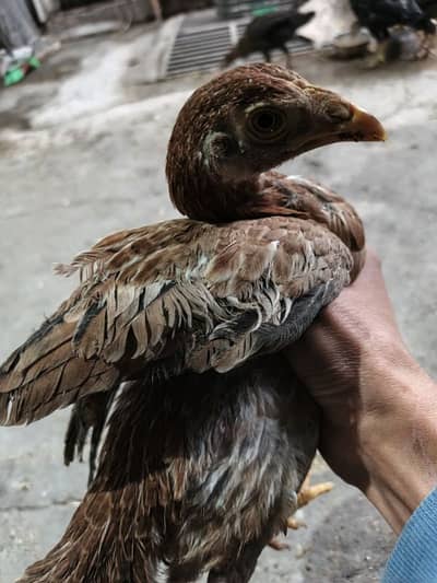 ASEEL PURE MIANWALI CHICKS