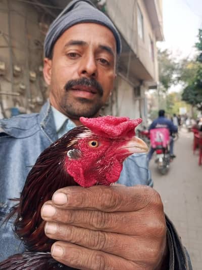 aseel amroah murga , cock i9 Islamabad