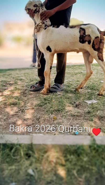 Bakra 2026 Qurbani 