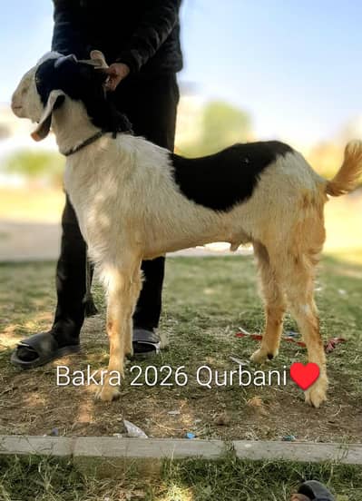 Bakra 2026 Qurbani