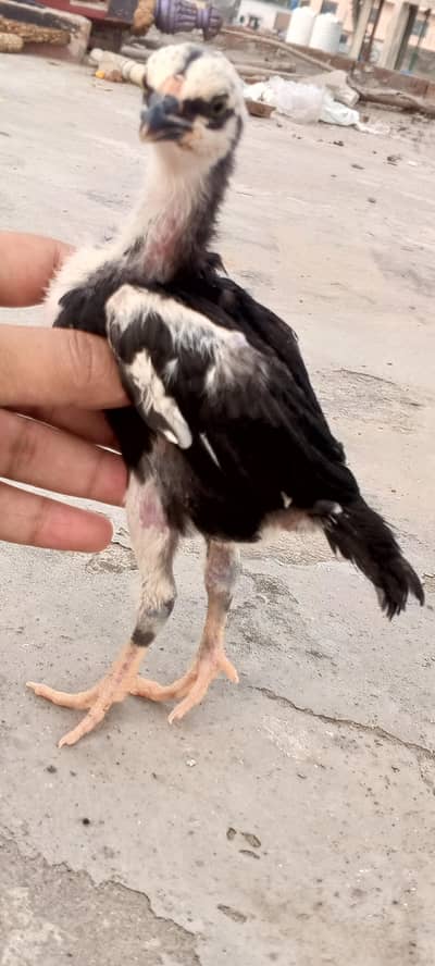 Mushka Lasani & Pakistani Band gadi shamo cross Chicks 03286919456