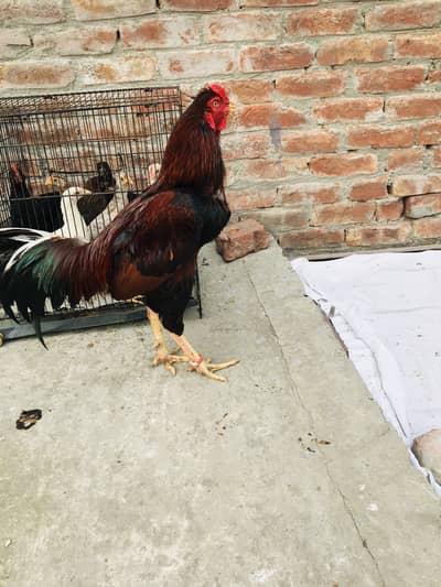 Pure Lakha Aseel Male for Sale – Breeder Male