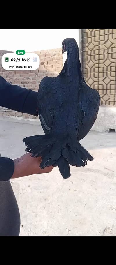 aseel Madi high quality