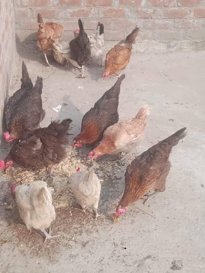 Desi Ghar ki murghiya available 03265439041