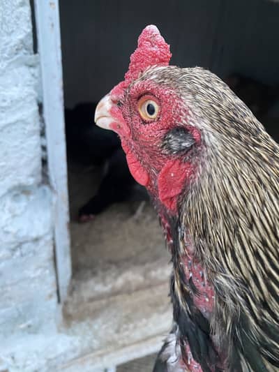 Jawa aseel available